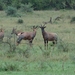 5j Serengeti, safari, _DSC00350