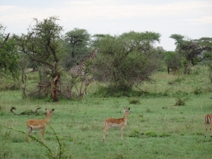 5j Serengeti, safari, _DSC00352