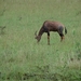 5j Serengeti, safari, _DSC00353