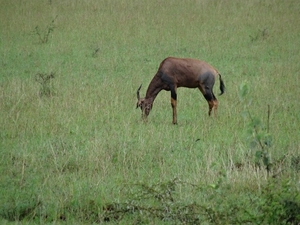 5j Serengeti, safari, _DSC00353