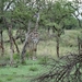 5j Serengeti, safari, _DSC00354