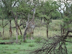 5j Serengeti, safari, _DSC00354