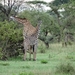 5j Serengeti, safari, _DSC00355