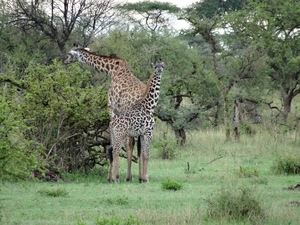5j Serengeti, safari, _DSC00355