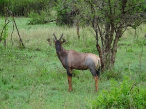 5j Serengeti, safari, _DSC00356
