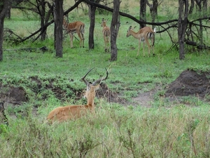 5j Serengeti, safari, _DSC00357