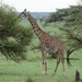 5j Serengeti, safari, _DSC00358