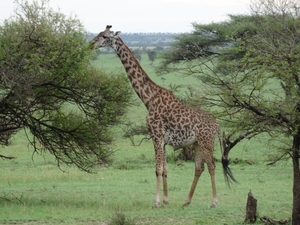 5j Serengeti, safari, _DSC00358