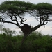 5j Serengeti, safari, _DSC00359