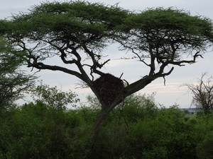 5j Serengeti, safari, _DSC00359