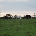 5j Serengeti, safari, _DSC00360