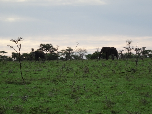 5j Serengeti, safari, _DSC00360