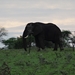 5j Serengeti, safari, _DSC00361