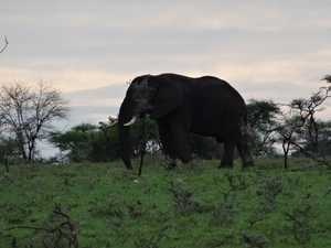5j Serengeti, safari, _DSC00361