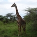 5j Serengeti, safari, _DSC00364