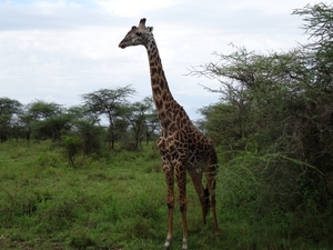 5j Serengeti, safari, _DSC00364