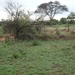 5j Serengeti, safari, _P1210608