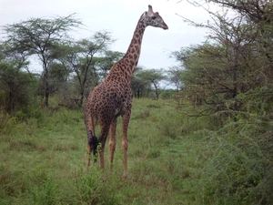 5j Serengeti, safari, _P1210610
