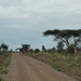 5j Serengeti, safari, _P1210611