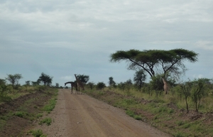 5j Serengeti, safari, _P1210611
