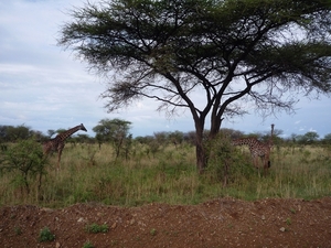 5j Serengeti, safari, _P1210612