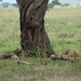 5k Serengeti, leeuw met gnoe, _