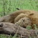 5k Serengeti, leeuw met gnoe, _DSC00383