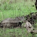 5k Serengeti, leeuw met gnoe, _DSC00384