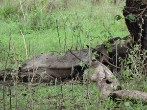 5k Serengeti, leeuw met gnoe, _DSC00384