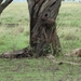 5k Serengeti, leeuw met gnoe, _DSC00386