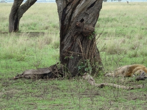5k Serengeti, leeuw met gnoe, _DSC00386