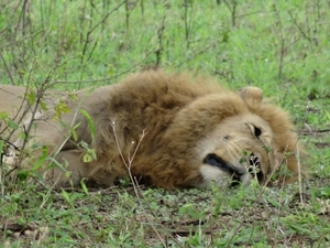 5k Serengeti, leeuw met gnoe, _DSC00388