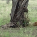 5k Serengeti, leeuw met gnoe, _DSC00389