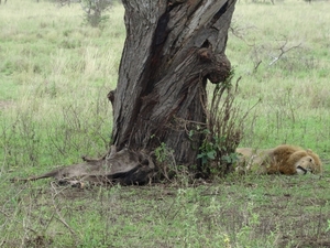 5k Serengeti, leeuw met gnoe, _DSC00389