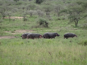 5k Serengeti, nijlpaarden, _DSC00387