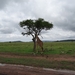 5k Serengeti, safari, _DSC00392