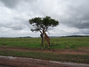 5k Serengeti, safari, _DSC00392
