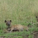 5k Serengeti, safari, _DSC00393
