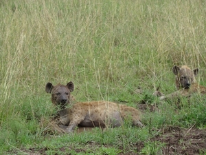 5k Serengeti, safari, _DSC00393