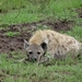 5k Serengeti, safari, _DSC00395