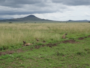 5k Serengeti, safari, _DSC00396
