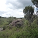 5m Serengeti, populatie overzicht, _P1210641
