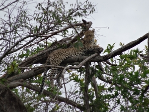 5n Serengeti, luipaard met jongen, _DSC00397