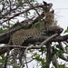 5n Serengeti, luipaard met jongen, _DSC00398