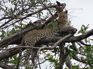 5n Serengeti, luipaard met jongen, _DSC00398