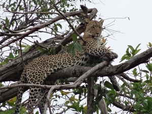 5n Serengeti, luipaard met jongen, _DSC00399