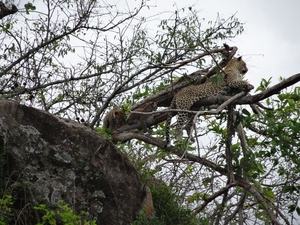5n Serengeti, luipaard met jongen, _DSC00402