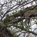 5n Serengeti, luipaard met jongen, _DSC00403