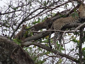 5n Serengeti, luipaard met jongen, _DSC00403