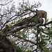 5n Serengeti, luipaard met jongen, _DSC00404